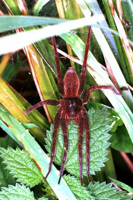 Dolomedes_plantarius_RF0630_O_82_Les Gris_Frankrijk.jpg